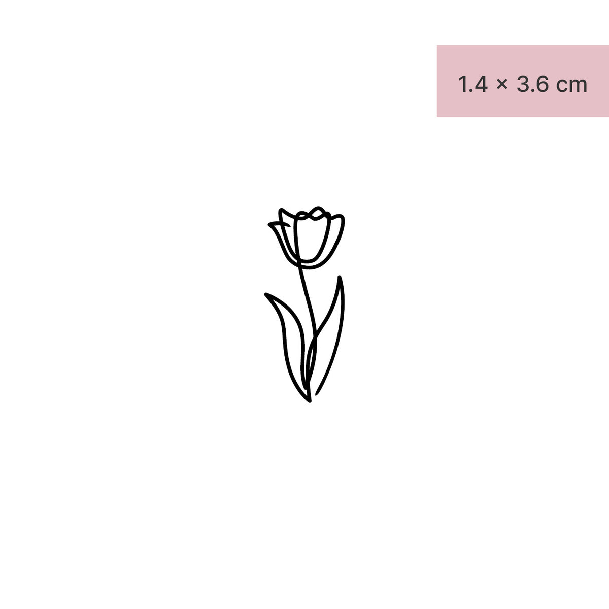 Tulpe